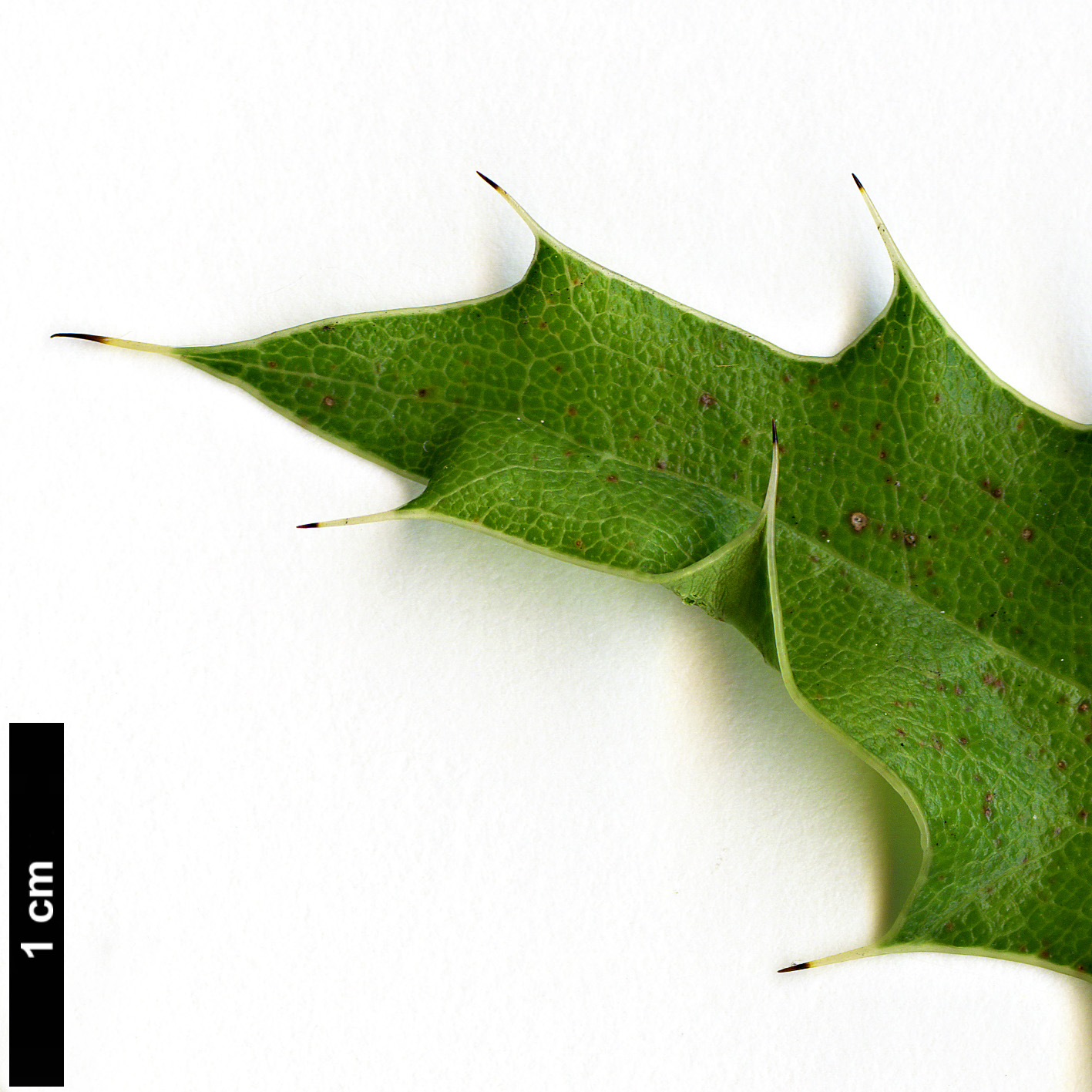 High resolution image: Family: Berberidaceae - Genus: Mahonia - Taxon: pinnata - SpeciesSub: subsp. pinnata